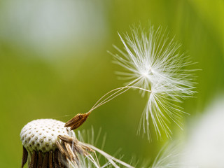 The last seed in parent house