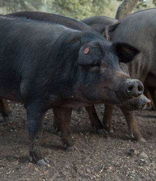 Black iberian pig 
