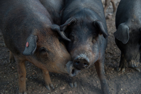 Black iberian pig 