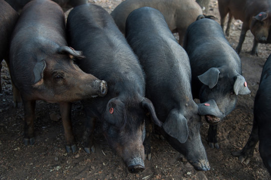 Black iberian pig 