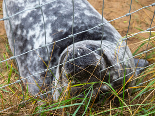 Seal by The Fence. Donna Nook Grey Seal Colony,  Lincolnshire.