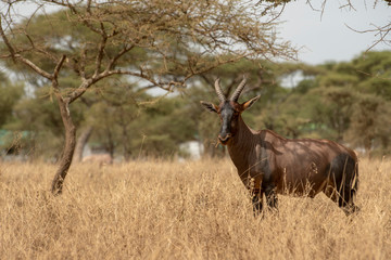 Naklejka na ściany i meble Topi standing in grass in Central Serengeti