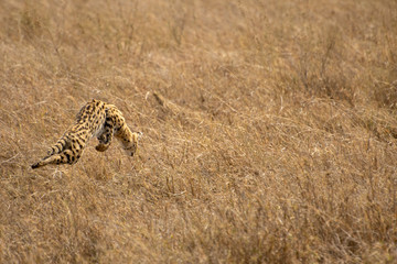 Naklejka premium Serval pouncing on prey in tall grass
