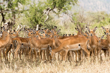 Naklejka na ściany i meble Group of female Impalas in grass in Tanzania