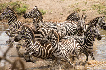 Zebras running from watering hole