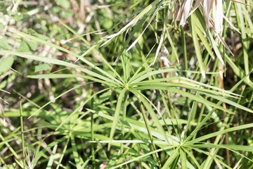 Umbrella papyrus (Cyperus alternifolius)