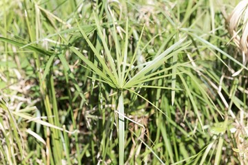 Umbrella papyrus (Cyperus alternifolius)