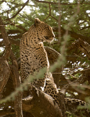 Obraz na płótnie Canvas Leopard sitting up in a tree in Tanzania in Serengeti