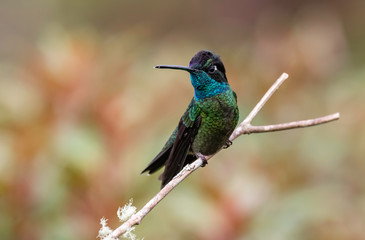 Fototapeta na wymiar Hummingbird in Costa Rica 