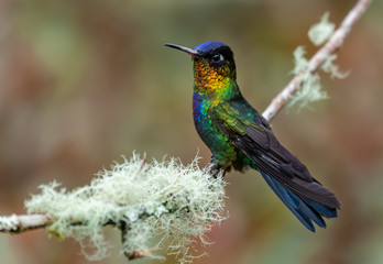 Fototapeta na wymiar Fiery-throated Hummingbird in Costa Rica 