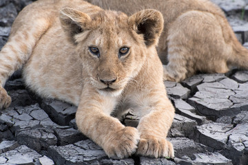 Fototapeta premium Young Lion laying on cracked mud in Tanzania