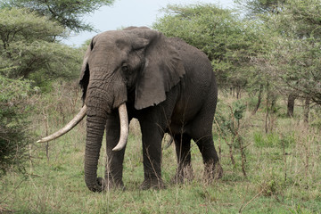 Fototapeta na wymiar Large Elephant in Western Serengeti in Tanzania