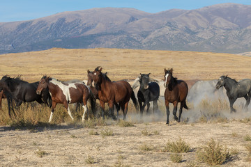 Wild Horses in the Utah Desert