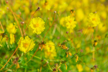 Beautiful yellow flower garden