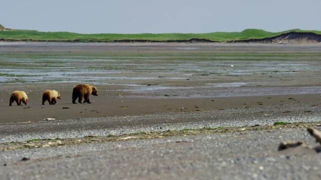 Female grizzly bear and cubs explore shoreline of Katmai National Park Alaska