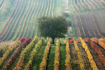 Vineyards in the fall with tree,  South Moravia