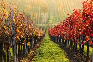 ineyards in the fall, red, yellow, South Moravia