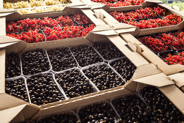 Plastic box is full of fresh black and red currant in farmer market.