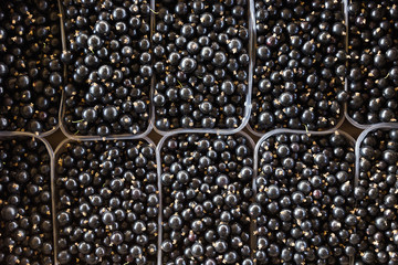 Plastic box is full of fresh black currant in farmer market.