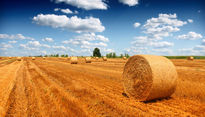 Hay bale in the countryside