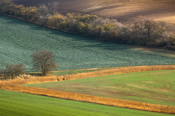 Fototapeta na wymiar Minimalistic landscape with waves hills, green and brown fields, South Moravia, Czech Republic