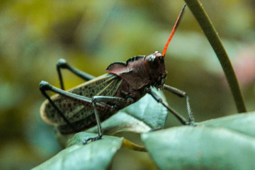 Saltamontes 