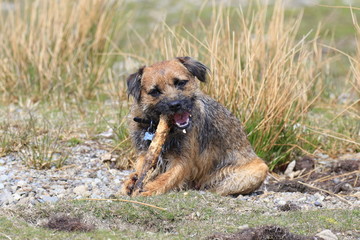 border terrier puppy chewing on a stick