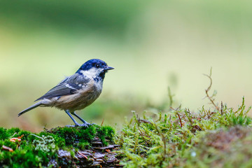 blue tit