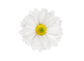 white flower chrysanthemums isolated on white background