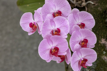 Pink Orchid