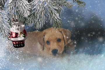 Weihnachtsmotiv: Labrador-Welpe vor Tannenzweig mit Weihnachtsmann
