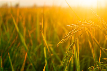 Rice and beauty of natural sunlight. During sunset