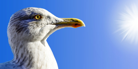 Gull portrait looking forward on blue sky