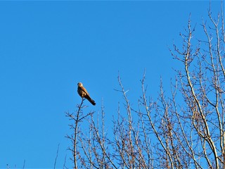 Male kestrel (Falco tinnunculus) perched on a bare winter branch against a clear blue sky