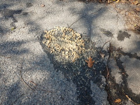 dog vomit or puke on black asphalt
