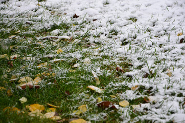 snow on the grass