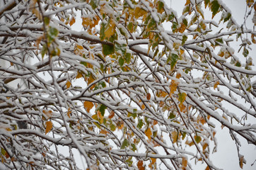 the snow on the leaves