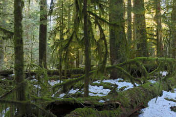 Mount Rainier National Park, WA, USA. 