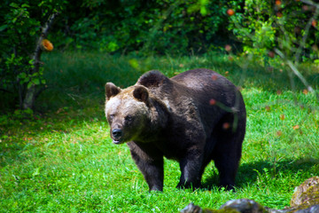 Braunbär