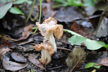  chanterelle sinueuse