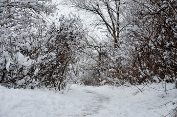 winter in the forest
