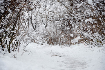 trees in snow