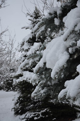 snow covered trees