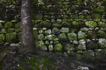 A tree in the forest against an old rural stone wall with green moss