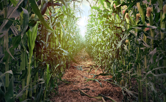 Weg im Maisfeld