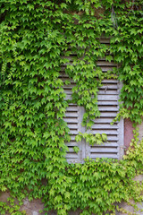 Window in Ivy covered wall