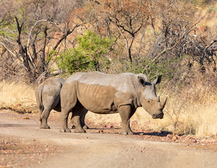 Fototapeta premium White Rhino Pair