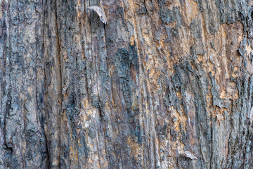 Tree Bark Texture Background	