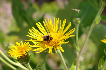 Bumblebee on a flower