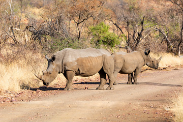 White Rhino Pair